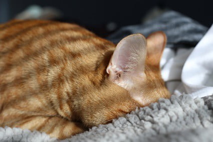 why do cats bury their heads when sleeping?