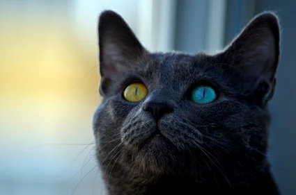 why do cats' eyes glow different colors?