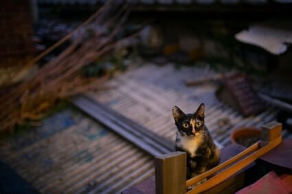 ¿por qué brillan los ojos de los gatos por la noche?