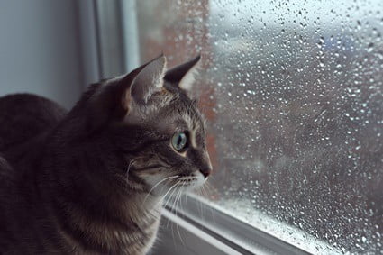 why do cats go crazy when it rains?