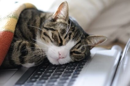 why do cats lay on electronics?