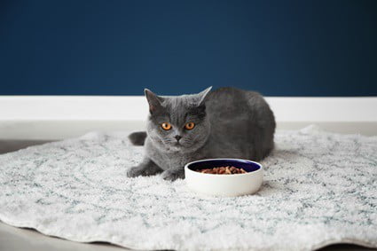 why do cats leave food in their bowl?