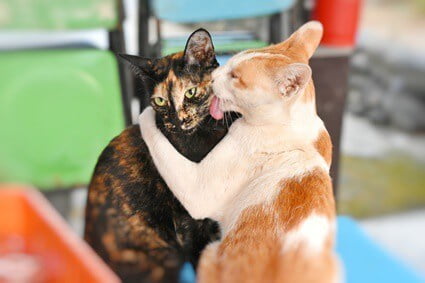 why do cats lick each others ears?