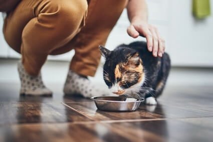 why do cats only eat the middle of the bowl?
