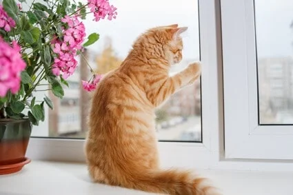 Do Cats Understand Glass?