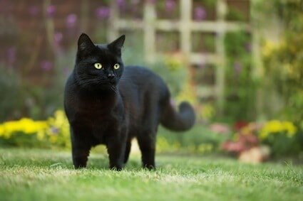 black cat behavior facts