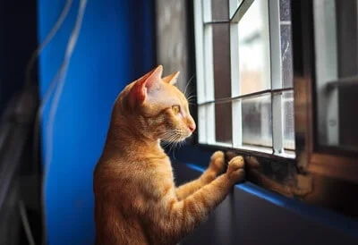 can cats see through windows?
