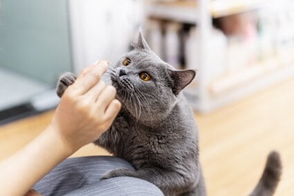 do cats recognize human facial expressions?