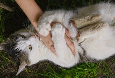 how do cats play with humans?