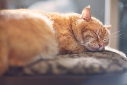 is it normal for cats to breathe fast while sleeping?