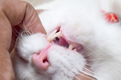 is it normal for older cats to lose their teeth?
