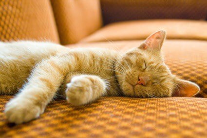 rapid breathing in cats while sleeping