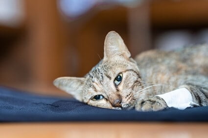 should I leave my dying cat alone?