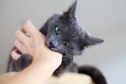 why do cats give gentle bites?