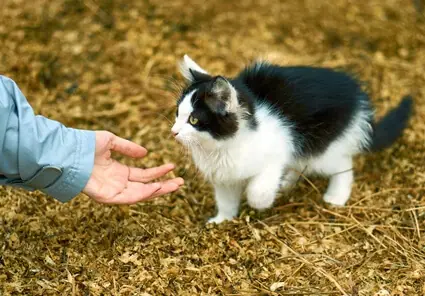 why do cats like to hold your hand?