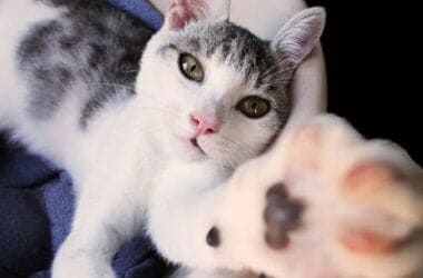 senior cat wellness helping your cat age gracefully