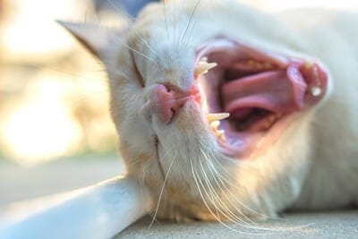 Is It Normal for Cats Breath To Smell Like Fish? - Senior Cat Wellness