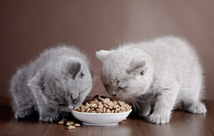 Can Two Cats Eat from The Same Bowl?