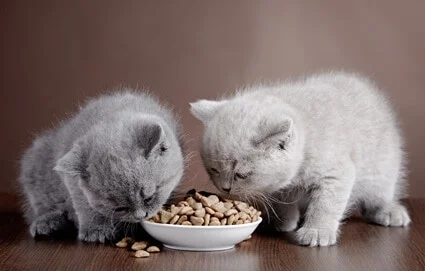 Can Two Cats Eat from The Same Bowl?
