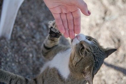 can cats smell each other?