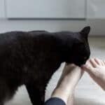 can cats smell other cats on you?