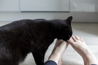 can cats smell other cats on you?
