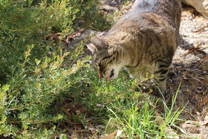 cat throwing up and not drinking water