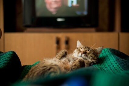 do cats like tv left on?