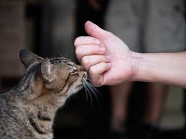 how long does a cats scent last?