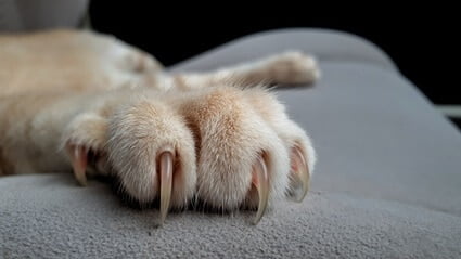 is it normal for cats to shed their claws?