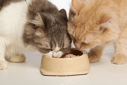 should cats eat from the same bowl?