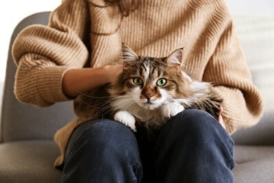 why do cats like laps so much?