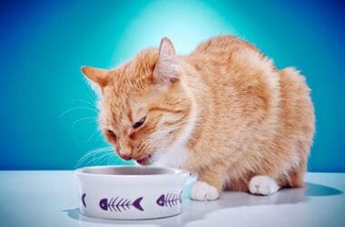 will cats starve themselves if they don't like the food?
