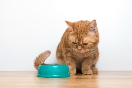 will my cat eventually eat its new food?