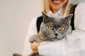Are British Shorthair Cats Cuddly?