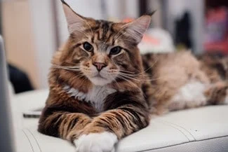 Are Maine Coons Cuddly Cats?