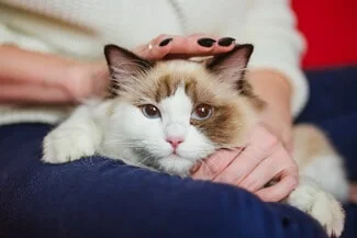 Are Ragdolls Cuddly?
