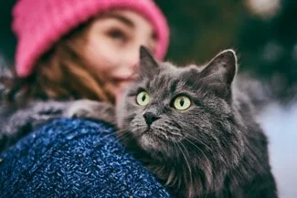 Are Russian Blue Cats Cuddly?