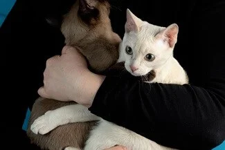 Are Tonkinese Cats Cuddly?