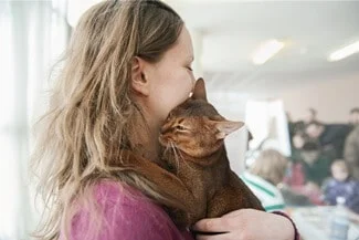 Do Abyssinian Cats Like to Cuddle?