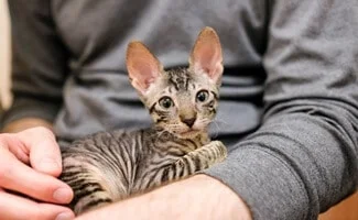 Do Cornish Rex Like to Cuddle?