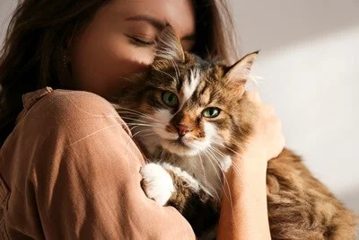 cuddly cat breeds