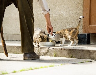 dangers of feeding stray cats