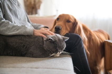 do dog or cat owners live longer?