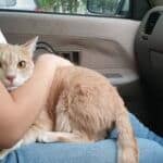 how to calm an anxious cat in the car