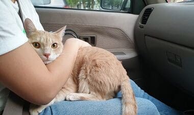 how to calm an anxious cat in the car