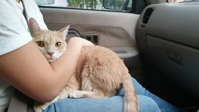 how to calm an anxious cat in the car