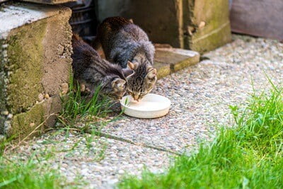 is it a good idea to feed stray cats?