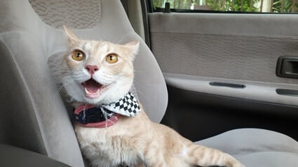 what to do when your cat is freaking out in the car