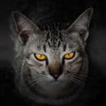 why are cats depicted as evil?